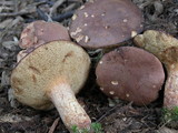Bothia castanella image