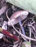 Entoloma griseocyaneum image