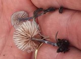 Entoloma griseocyaneum image