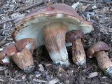 Tylopilus badiceps image