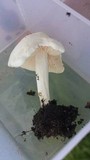 Entoloma sericellum image
