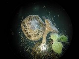 Entoloma undatum image