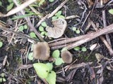 Entoloma undatum image