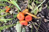 Hygrocybe miniata image