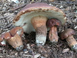 Tylopilus badiceps image