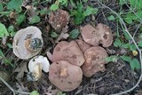 Tylopilus rubrobrunneus image