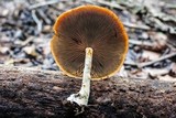 Gymnopilus liquiritiae image