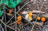 Gymnopilus liquiritiae image
