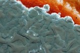 Penicillium italicum image