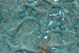 Penicillium italicum image