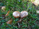 Paxillus involutus image