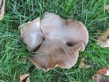 Boletinellus rompelii image