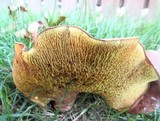 Boletinellus rompelii image