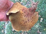 Boletinellus rompelii image