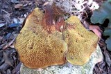 Boletinellus rompelii image