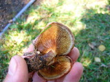 Paxillus involutus image