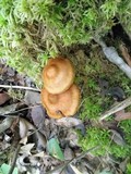 Cortinarius semisanguineus image