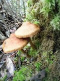 Cortinarius semisanguineus image