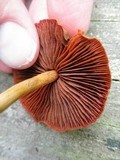 Cortinarius semisanguineus image