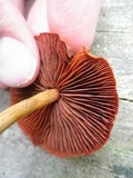 Cortinarius semisanguineus image