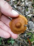 Cortinarius semisanguineus image