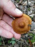 Cortinarius semisanguineus image