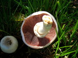 Agaricus californicus image