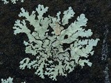 Xanthoparmelia conspersa image