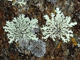 Xanthoparmelia conspersa image