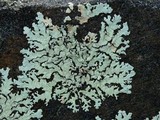 Xanthoparmelia conspersa image