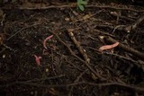 Clavaria rosea image