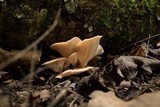 Lentinellus cochleatus image