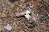 Amanita porphyria image
