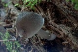 Pluteus americanus image