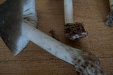 Pluteus americanus image