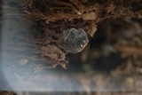 Pluteus americanus image