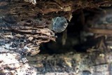 Pluteus americanus image
