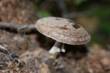 Amanita porphyria image