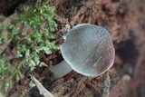 Pluteus americanus image