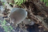 Pluteus americanus image