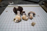 Cortinarius argenteopileatus image
