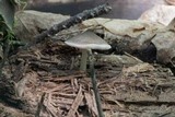 Pluteus americanus image