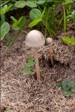 Panaeolus antillarum image