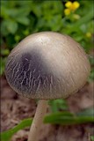 Panaeolus antillarum image