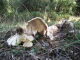 Lactarius controversus image