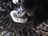 Asterophora lycoperdoides image