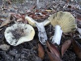 Russula seperina image