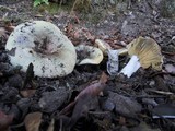 Russula seperina image