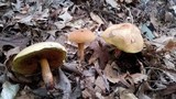 Boletus subluridellus image