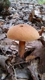 Boletus subluridellus image